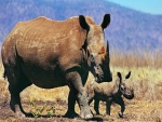 Rinoceronte con su cría