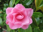 Preciosa flor de color rosa