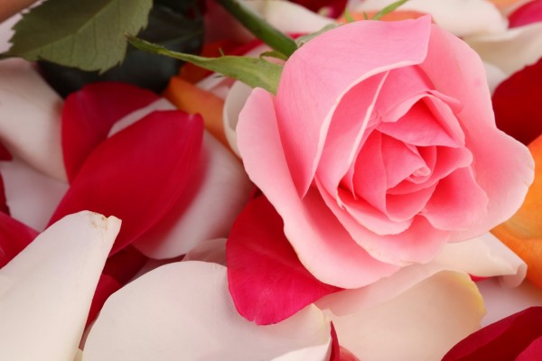Una rosa sobre pétalos de colores