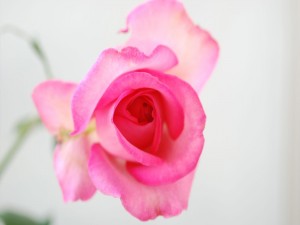 Una delicada rosa de color rosa