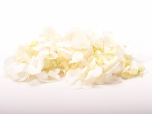 Flores blancas sin tallo