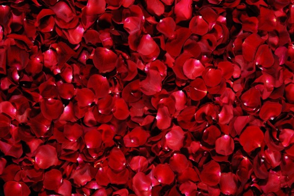 Gran cantidad de pétalos rojos de rosas