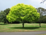 Árbol con hojas de color verde