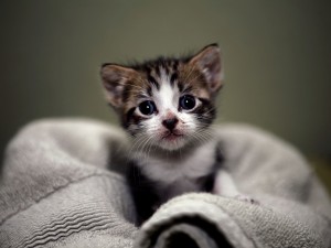 Los ojos brillantes de un pequeño gato
