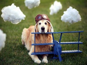 Un perro aviador