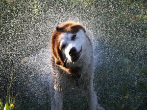 Un perro sacudiéndose el agua