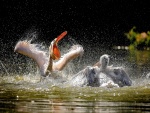 Pelícanos chapoteando en el agua