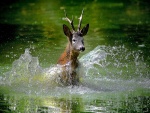 Un ciervo en el agua