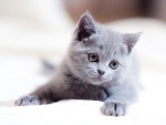 Gato gris con una tierna mirada