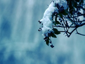 Postal: Ramas de un árbol con nieve