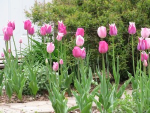 Postal: Altos tulipanes de color rosa