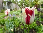 Tulipán con dos colores