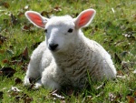 Una oveja tumbada en la hierba