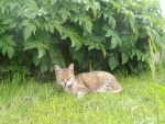 Un gato dormido en la hierba