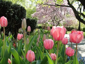 Postal: Tulipanes de color rosa en el parque