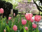 Tulipanes de color rosa en el parque