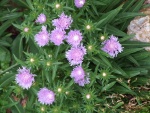 Planta silvestre con flores de color lila