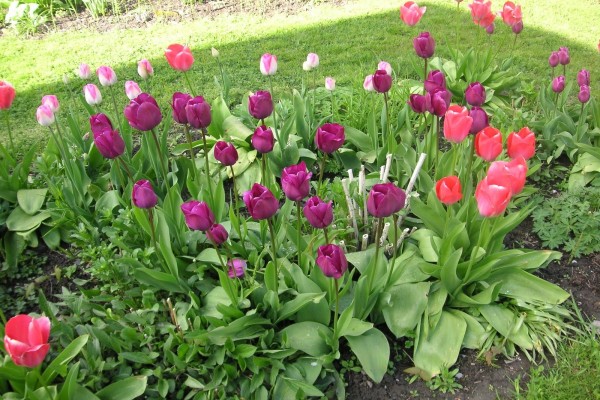 Tulipanes creciendo en el jardín