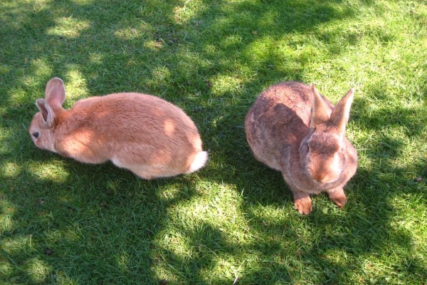 Grandes conejos en la hierba