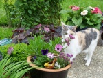 Una bonita gata entre las flores