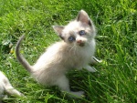 Un pequeño gato en la hierba