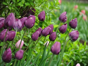 Tulipanes de un bonito color morado