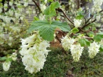 Grupos de flores blancas en las ramas del árbol