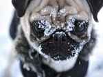 Perro con nieve en la cara