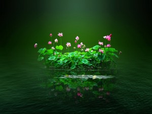 Flores de nenúfar agrupadas en el agua