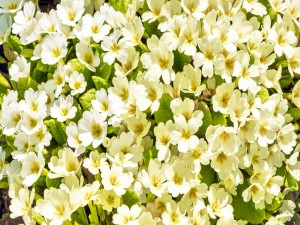 Destacadas flores blancas en primavera