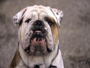 La cara de un bulldog