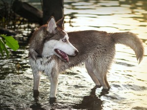 Perro disfrutando en el agua