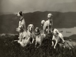Un grupo de perros contemplando el paisaje