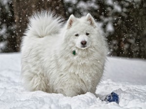 Postal: Un bonito perro blanco en la nieve