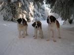Tres san bernardos en la nieve