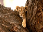 Pequeño león en el tronco del árbol