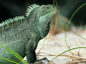 Una gran iguana