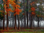 Bosque en otoño con niebla