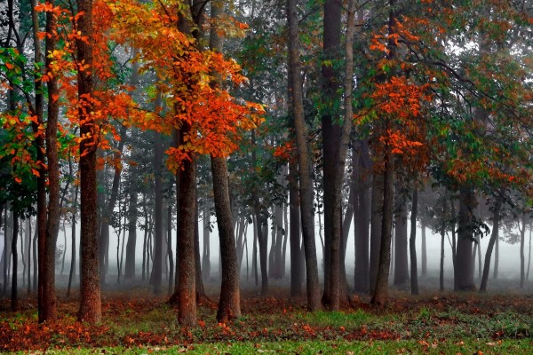 Bosque en otoño con niebla