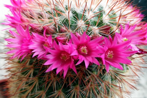 Cactus con flores color fucsia