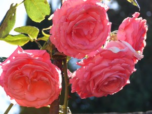 Rosal con grandes rosas
