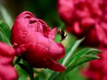 Una abeja junto a la flor roja