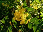 Florecillas amarillas y hojas en las ramas