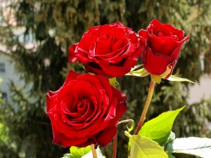 Tres rosas rojas en el rosal