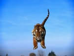 El salto del tigre