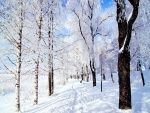 Camino nevado entre árboles