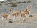 Un grupo de vicuñas