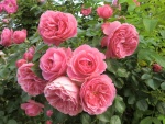 Rosal poblado de rosas
