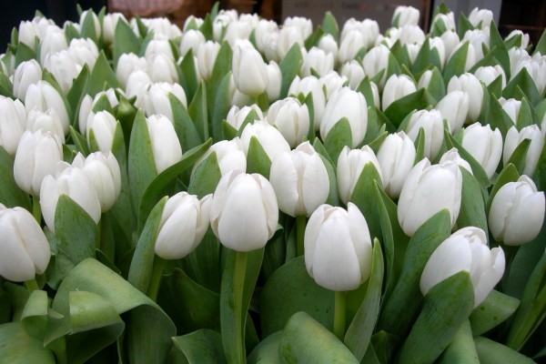 Tulipanes blancos con sus hojas verdes