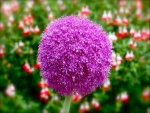 Pequeñas flores formando una bola